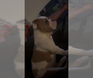 English Bulldog Puppy for sale in AUTRYVILLE, NC, USA