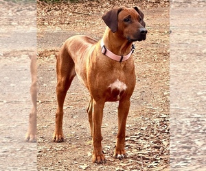 Mother of the Rhodesian Ridgeback puppies born on 04/30/2026