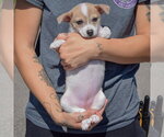 Small #2 Jack-Rat Terrier
