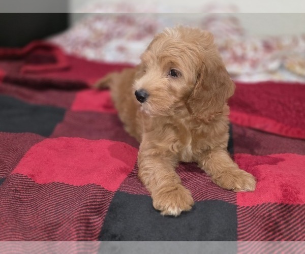 Medium Photo #26 Goldendoodle Puppy For Sale in DUBLIN, TX, USA