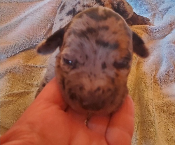 Medium Photo #4 Catahoula Leopard Dog Puppy For Sale in WADDY, KY, USA