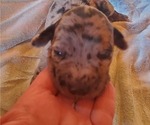 Small Photo #4 Catahoula Leopard Dog Puppy For Sale in WADDY, KY, USA