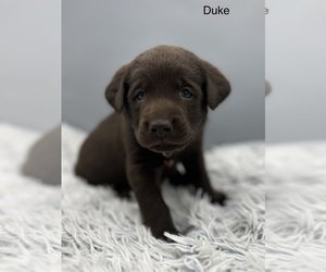 Labrador Retriever Dog for Adoption in FREDERICKSBG, Ohio USA