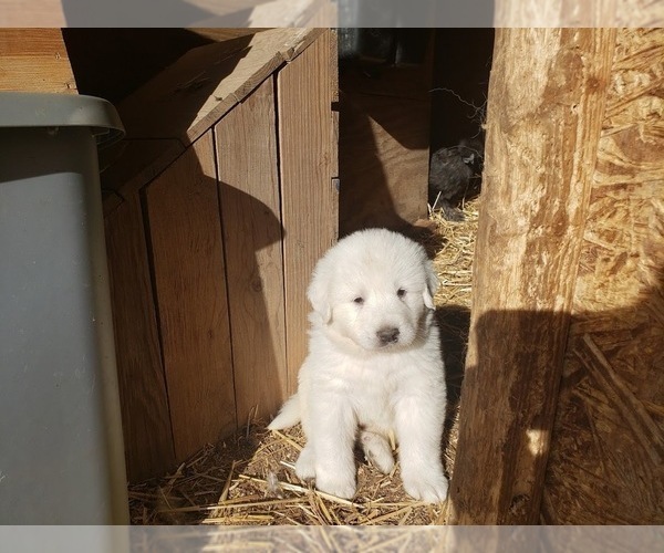 Medium Photo #23 Great Pyrenees Puppy For Sale in SHELBYVILLE, TN, USA
