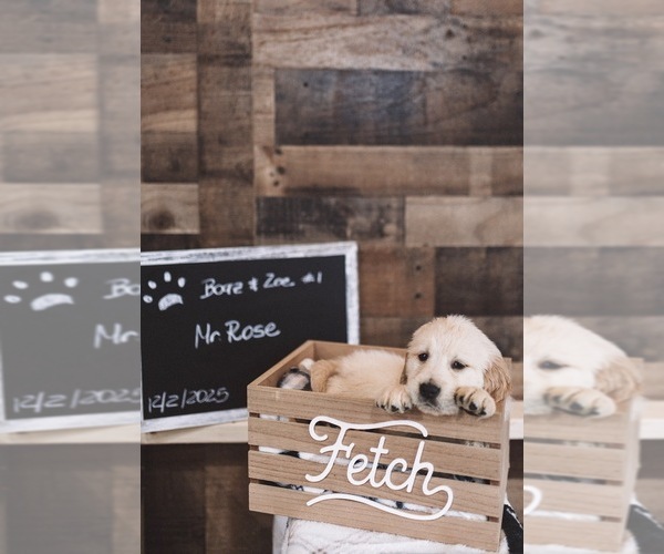 Medium Photo #9 English Cream Golden Retriever Puppy For Sale in VERONA, KY, USA