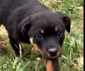 Rottweiler Puppy for Sale in MARSHALL, Arkansas USA