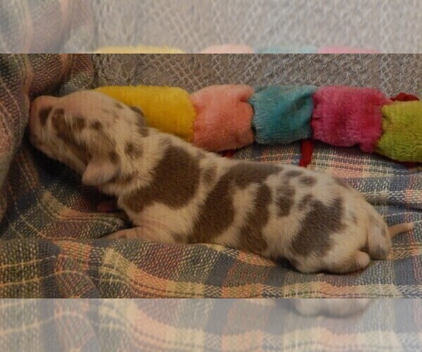 Medium Photo #103 Great Dane Puppy For Sale in SPRAGGS, PA, USA