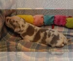 Small #12 Great Dane
