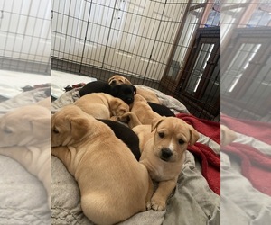 Golden Retriever-Unknown Mix Puppy for sale in LAKE ELSINORE, CA, USA