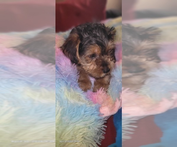 Medium Photo #232 Yorkshire Terrier Puppy For Sale in AKRON, OH, USA