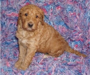 Labradoodle Puppy for sale in LA HABRA, CA, USA