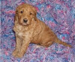 Image preview for Ad Listing. Nickname: apricot girl