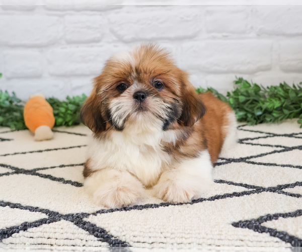 Medium Photo #8 Shih Tzu Puppy For Sale in SYRACUSE, IN, USA