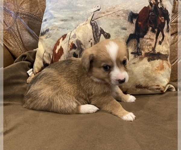 Medium Photo #2 Aussie-Corgi Puppy For Sale in LUBBOCK, TX, USA