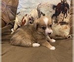 Small Photo #2 Aussie-Corgi Puppy For Sale in LUBBOCK, TX, USA