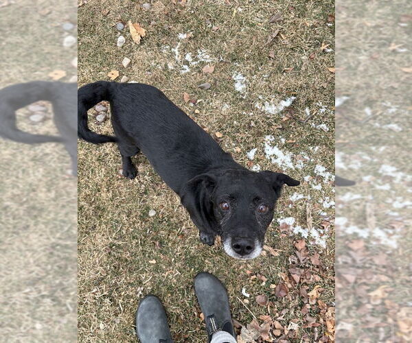 Medium Photo #3 Labbe Puppy For Sale in Shermans Dale, PA, USA