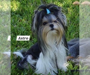 Father of the Yorkshire Terrier puppies born on 05/18/2025