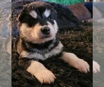 Small Photo #38 Alaskan Malamute Puppy For Sale in MIDWEST CITY, OK, USA