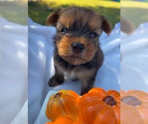 Yorkshire Terrier Puppy for sale in LEVELLAND, TX, USA