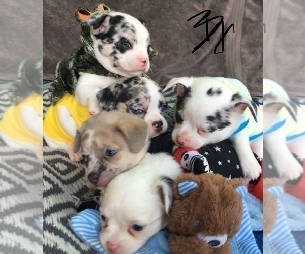 Medium Photo #5 French Bullhuahua Puppy For Sale in YPSILANTI, MI, USA