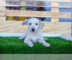 Puppy Wren Jack Russell Terrier-Pomsky Mix