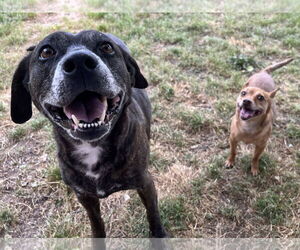 Bambi  [bonded to Sheba] - Female Chihuahua-Unknown Mix Dog for Adoption - Photo #4