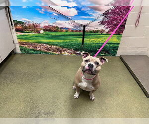 Staffordshire Bull Terrier-Unknown Mix Dogs for adoption in Moreno Valley, CA, USA