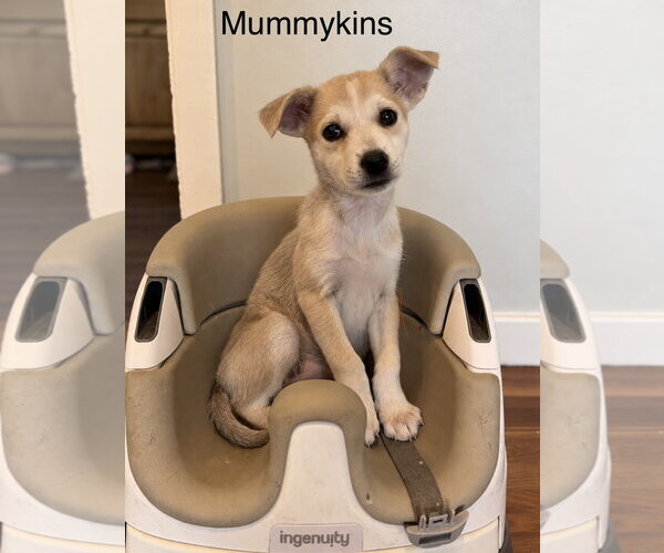 Medium Photo #1 Mutt Puppy For Sale in Sandy, UT, USA