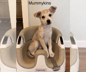 Mutt Dogs for adoption in Sandy, UT, USA