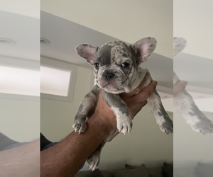 French Bulldog Puppy for sale in GLASTONBURY, CT, USA