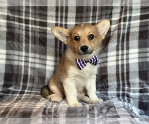 Pembroke Welsh Corgi Puppy for sale in LAKELAND, FL, USA