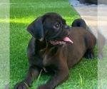 Small Photo #1 Pug Puppy For Sale in HUTTO, TX, USA