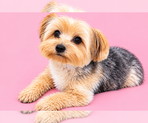 Mother of the Yorkshire Terrier puppies born on 08/25/2026