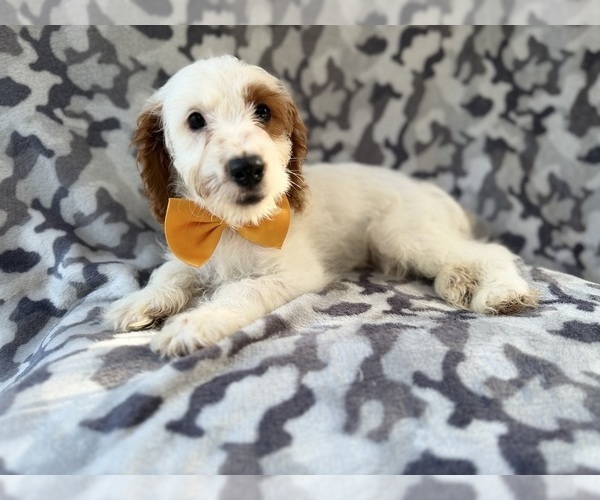 Medium Photo #7 Cock-A-Poo Puppy For Sale in LAKELAND, FL, USA