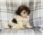 Small Photo #2 ShihPoo Puppy For Sale in LAKELAND, FL, USA