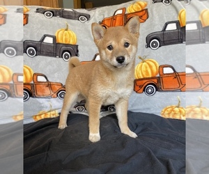 Shiba Inu Puppy for sale in STELLA, MO, USA