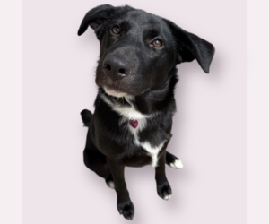 Mutt Dogs for adoption in Rockville, MD, USA