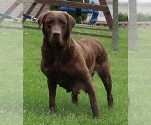 Labrador Retriever Puppy for sale in FREDERICKSBURG, OH, USA