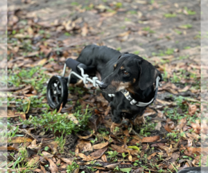 Cookie - Male Dachshund Dog for Adoption - Photo #4
