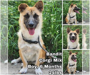 Pembroke Welsh Corgi-Unknown Mix Dogs for adoption in Seattle, WA, USA