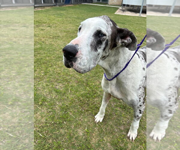 Medium Photo #1 Great Dane Puppy For Sale in Bullard, TX, USA