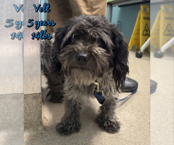 Medium Photo #1 Shih Tzu-Unknown Mix Puppy For Sale in Woodbury, NY, USA
