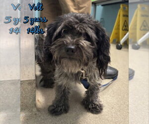 Shih Tzu-Unknown Mix Dogs for adoption in Woodbury, NY, USA