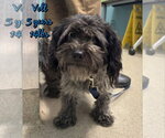 Small Shih Tzu Mix
