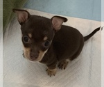 Small Chihuahua