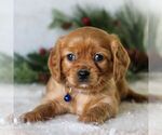 Small Golden Retriever