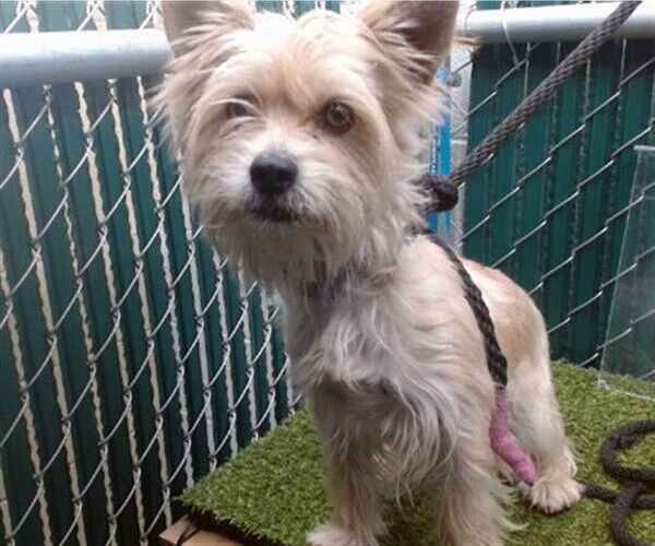 Medium Photo #1 Mutt Puppy For Sale in Downey, CA, USA