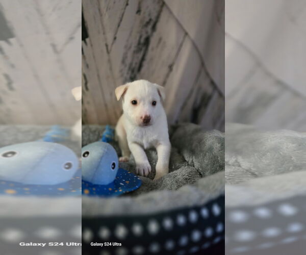 Medium Photo #1 Siberian Husky-Unknown Mix Puppy For Sale in Raleigh, NC, USA