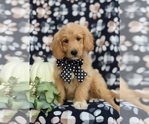 Goldendoodle (Miniature) Puppy for sale in QUARRYVILLE, PA, USA