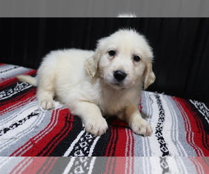 Medium English Cream Golden Retriever